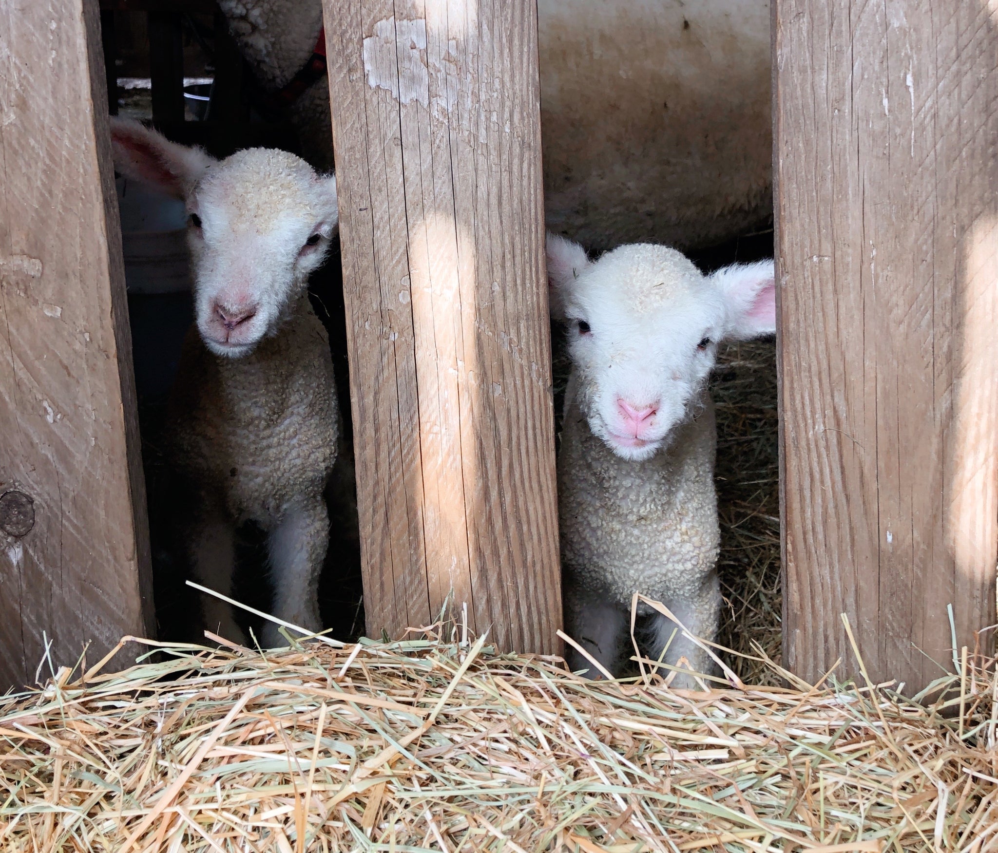 Meet the Lambs!